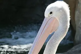 荷甲倒计时，新奥尔良鹈鹕窗口期扳平良机，细节引发关注，目标明确，轮换策略成焦点